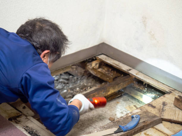 Best Residential Mold Inspection & Testing  in Buckhead Ridge, FL